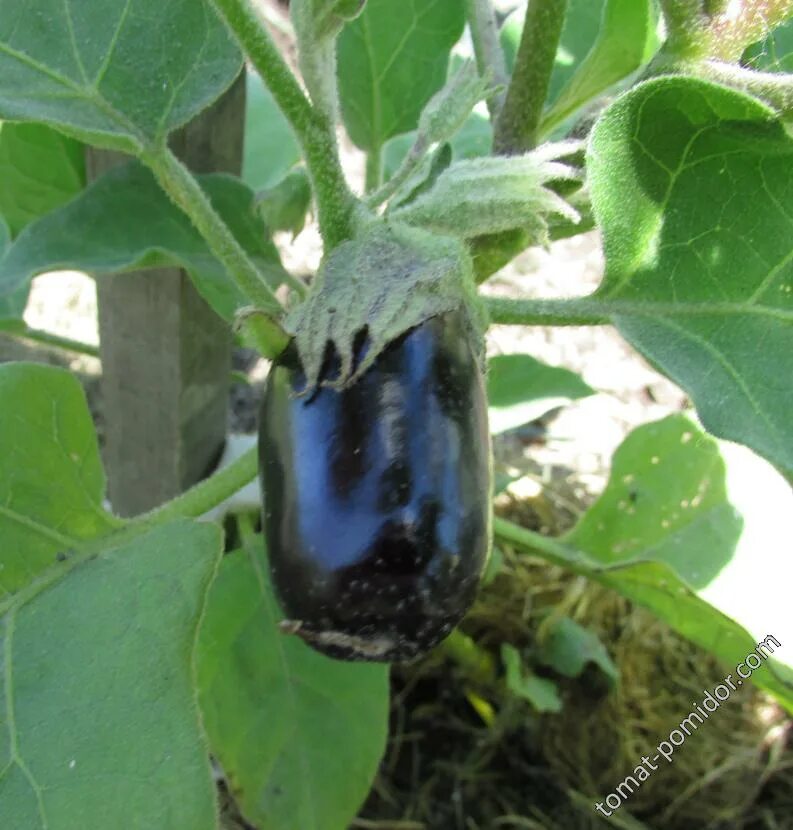 Баклажан бегемот f1. Баклажан юкари f1. Баклажаны сорт фрегат. Баклажан фрегат семена алтая. Баклажаны фрегат описание сорта.