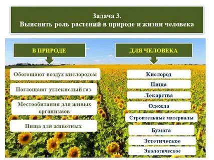 Осень в жизни растений 5 класс биология