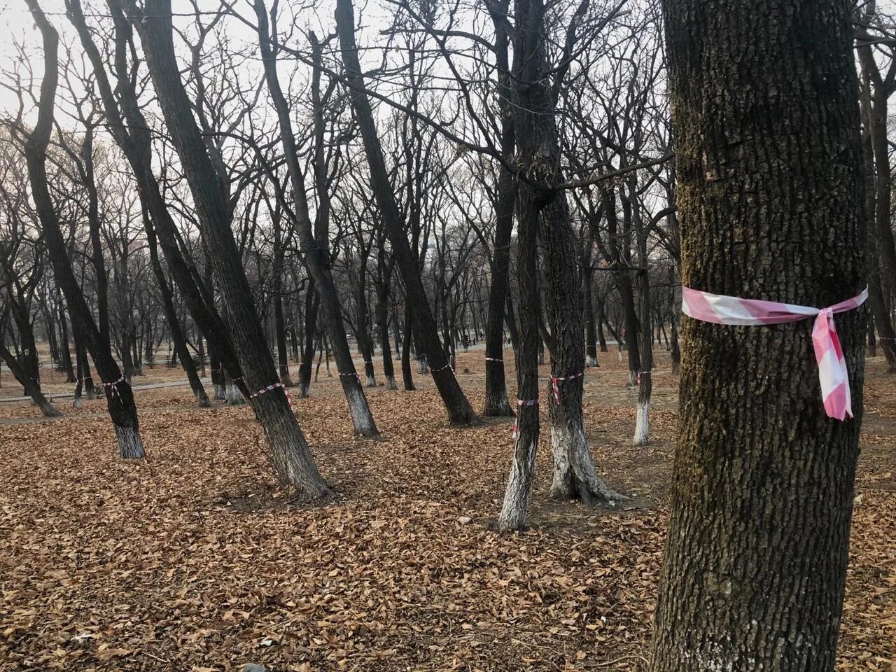 Сильный ветер повалил несколько деревьев во Владивостоке - PrimaMedia