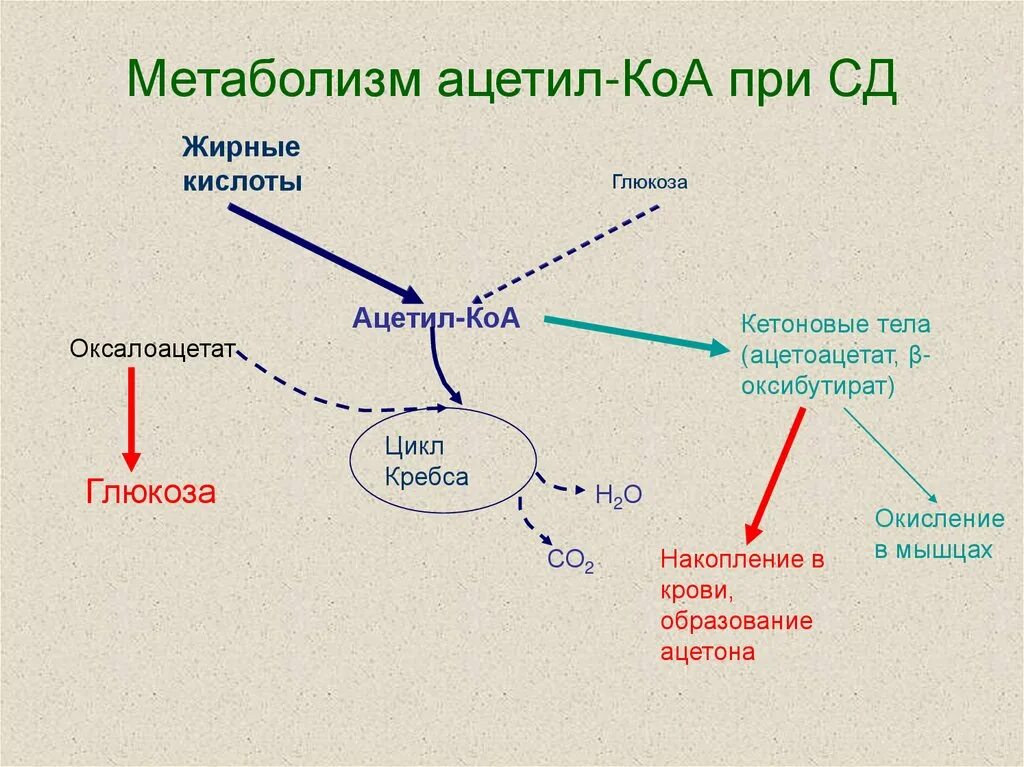 Клетки ацетил коа