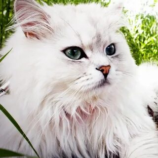К чему снится белая пушистая кошка