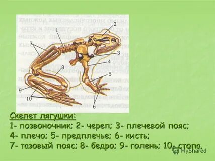 Отделы скелета лягушки