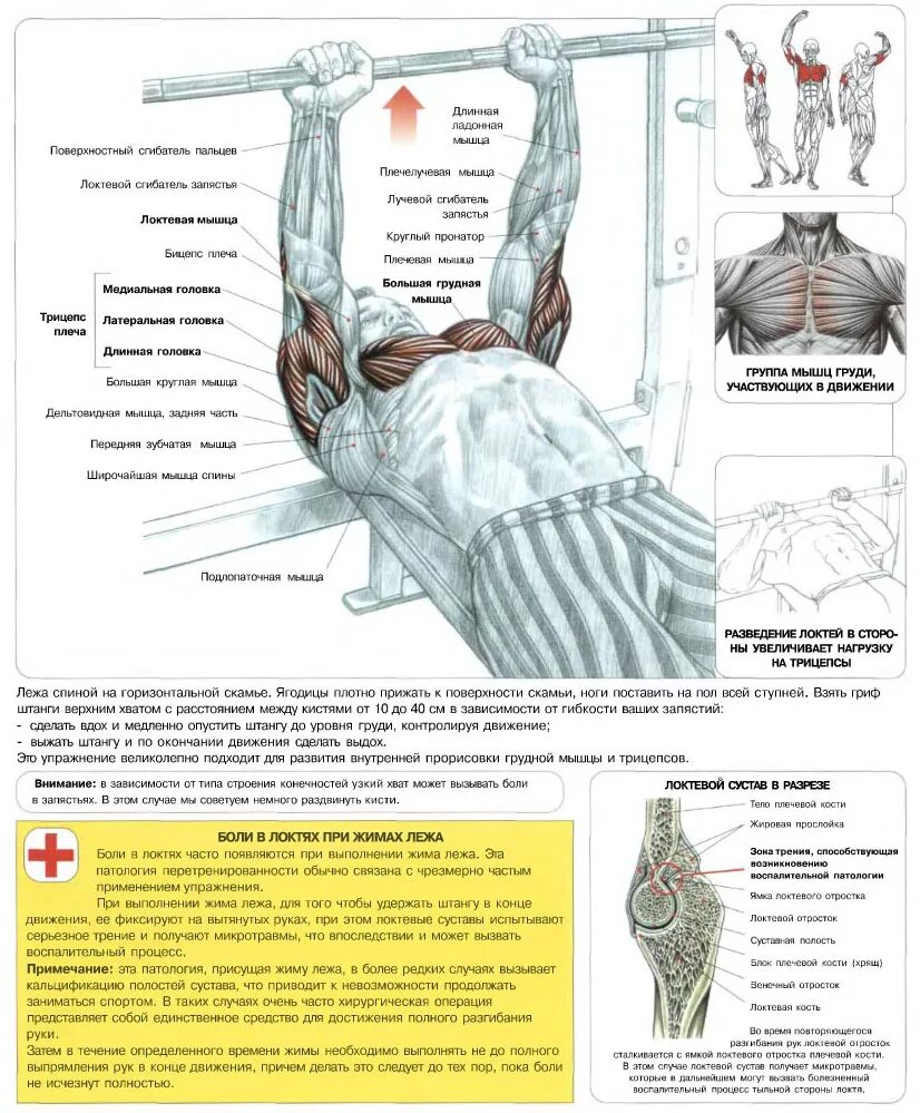 Жим штанги узким хватом лежа на горизонтальной скамье. Жим штанги лежа техника мышцы. Анатомия упражнений жим штанги лежа. Жим лежа анатомия мышц. В зависимости от того какой лежит