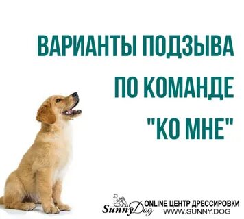 Как научить собаку команде ко мне