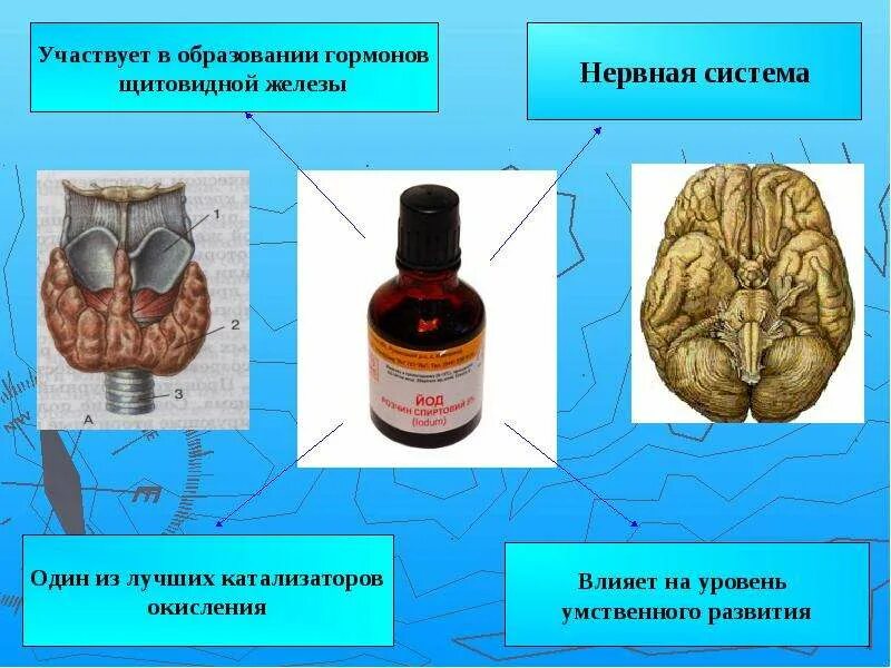 Элемент участвующий в образовании гормонов