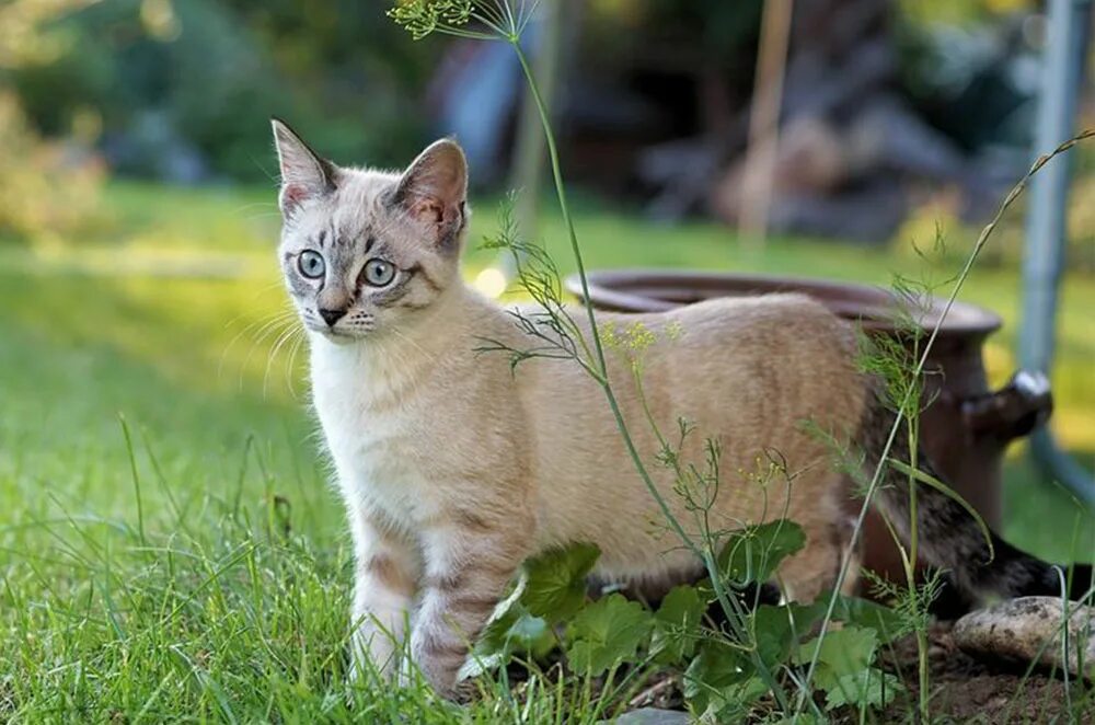 Кошечка гуляет. Трава для кошек. Кошка на прогулке. Кошка гуляет. Кот в лесу.