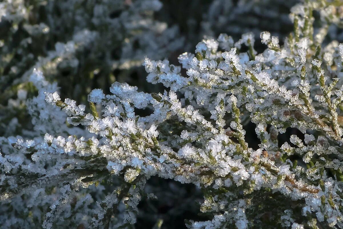 морозное окно. иней на траве. зимний лес. старый иней. паутина в инее.