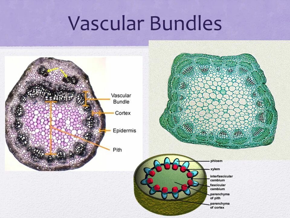 Bundle meaning