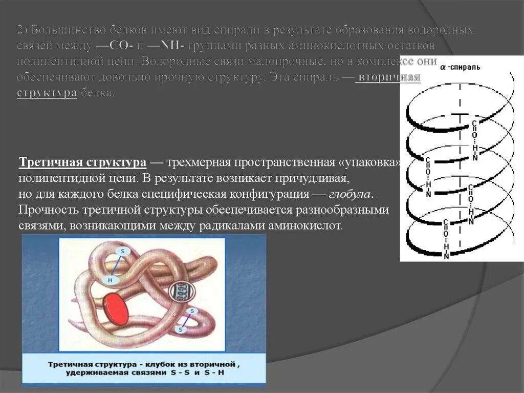 Белки соединение в цепи. Структура белки в виде спирали. Типы спиралей белков. Виды связей в белке. Трехмерная спираль третичная структура белка.