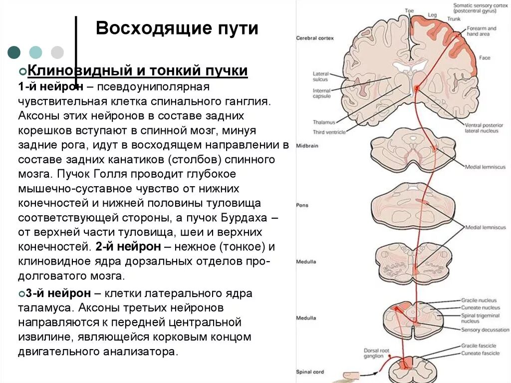 Болевой центр в мозге. Восходящие и нисходящие пути головного и спинного мозга. Восходящие и нисходящие пути спинного мозга анатомия. Перечислите нисходящие проводящие пути спинного мозга.. Схема нисходящих путей спинного мозга..