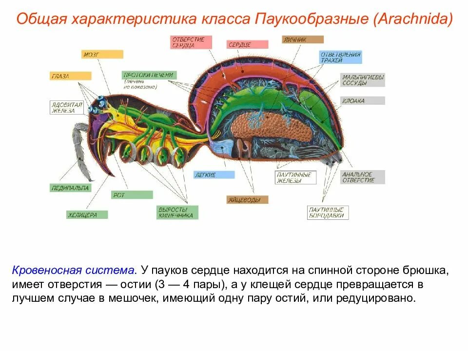 Кровеносная система паукообразных. Класс паукообразные сердце. Класс паукообразные сердце. Крвоеносаня система паук. Органы выделения паукообразных.