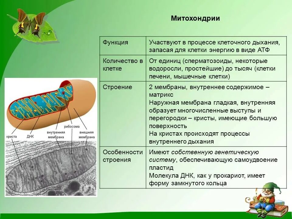 Митохондрии особенности строения и функции. Митохондрии строение и функции таблица. Митохондрии строение органоида. Описание строения митохондрии