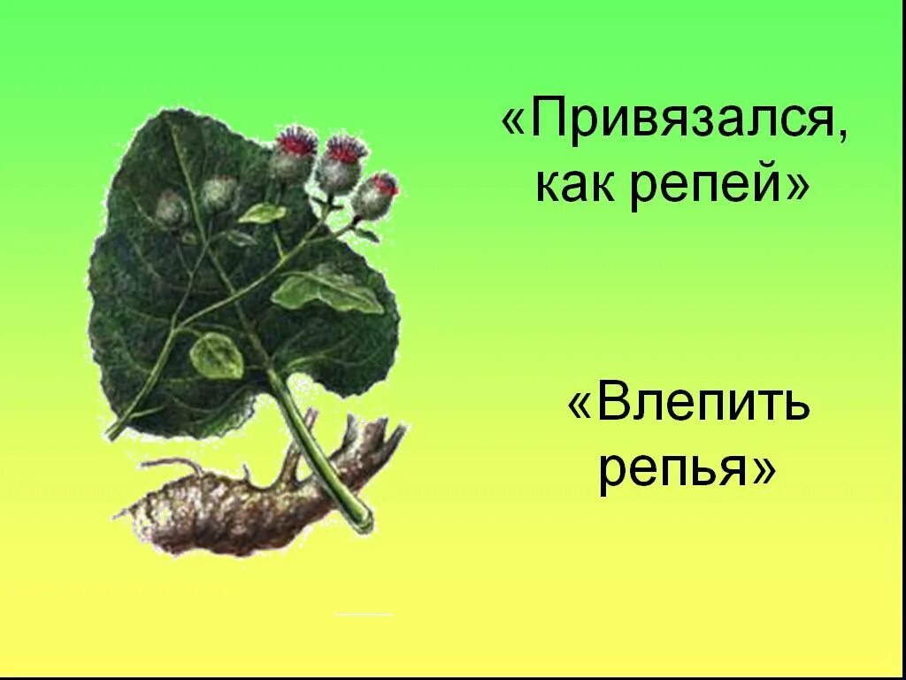 Привязался ты ко мне как репейник. Репяхи. Фиолетовый шотландский репейник. Репейник, пустырник, тысячелистник. Стихотворение про репей.