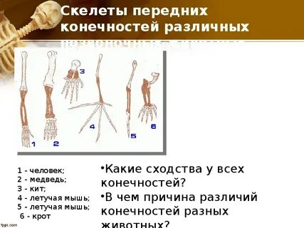 Особенности передних конечностей
