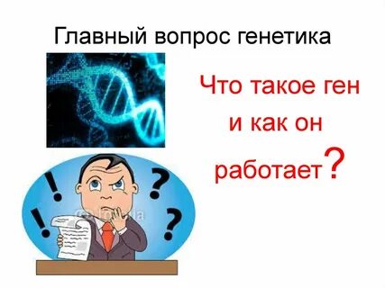 Вопросы по генетике