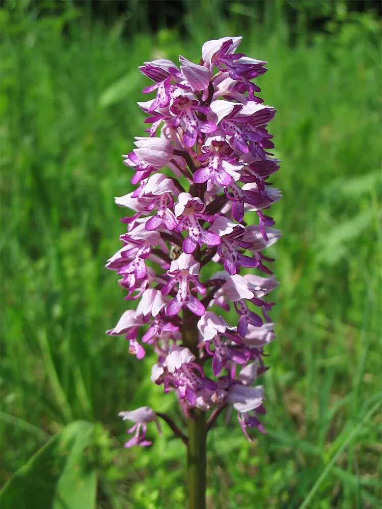 Ятрышник фото. Ятрышник шлемоносный. Ятрышник шлемоносный (Orchis militaris),. Ятрышник шлемоносный (Orchis militaris , 1753). Orchis (ятрышник).