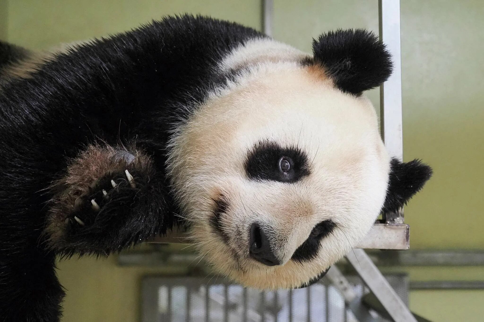 Включи новую панду. Гигантская Панда. Глаза панды. Панда круги под глазами. Панда без черных кругов под глазами.