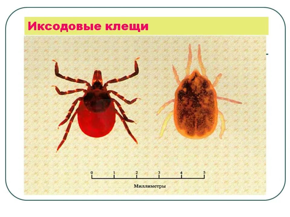 Клещи какого пола питаются кровью человека переносчиком. Иксодовые клещи являются разносчиками. Иксодовый клещевой боррелиоз. Иксодовые клещи боррелиоз.