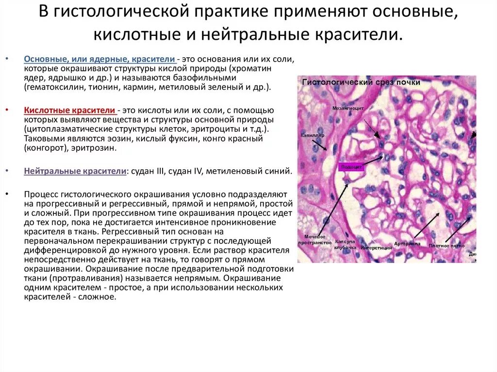 Окрашивания гистологических срезов специальными методами;. Гистологические красители таблица. Окраска гистологических препаратов таблица. Гистологические структуры воспринимающие основные красители.