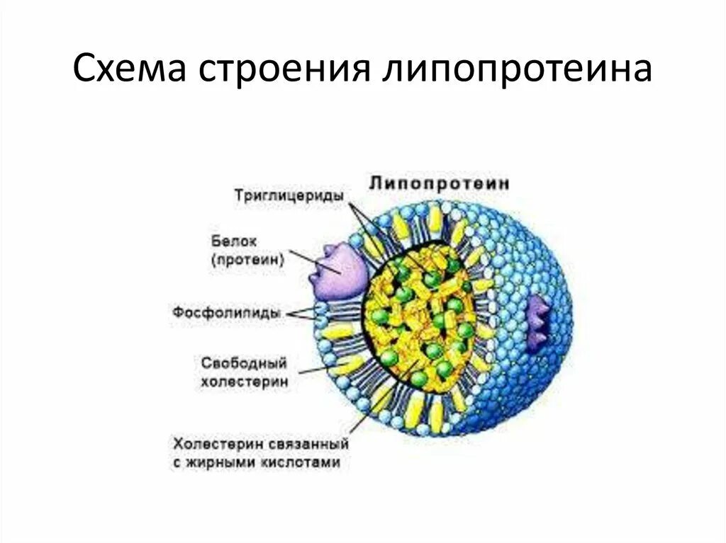 Липопротеины плазмы крови строение. Строение липопротеина плазмы крови. Липопротеины высокой плотности строение. Классификация, строение и функции липопротеинов.