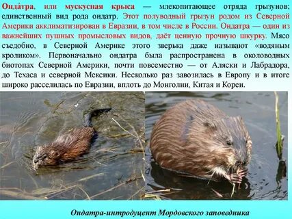 Признаки полуводных млекопитающих
