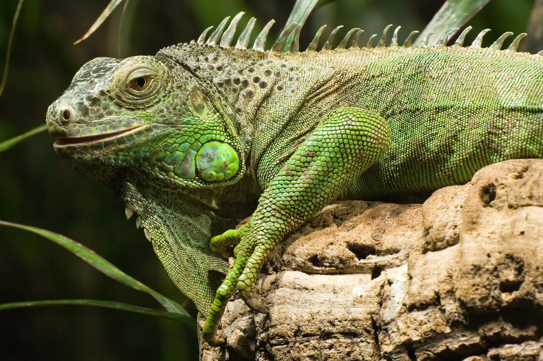 Виды игуан. Игуана зеленая обыкновенная. Зеленая игуана (Iguana Iguana). Ящерица зеленая игуана. Обыкновенная игуана ящерицы.