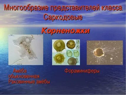 Что такое простейшие кратко