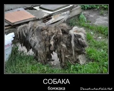 Боребух