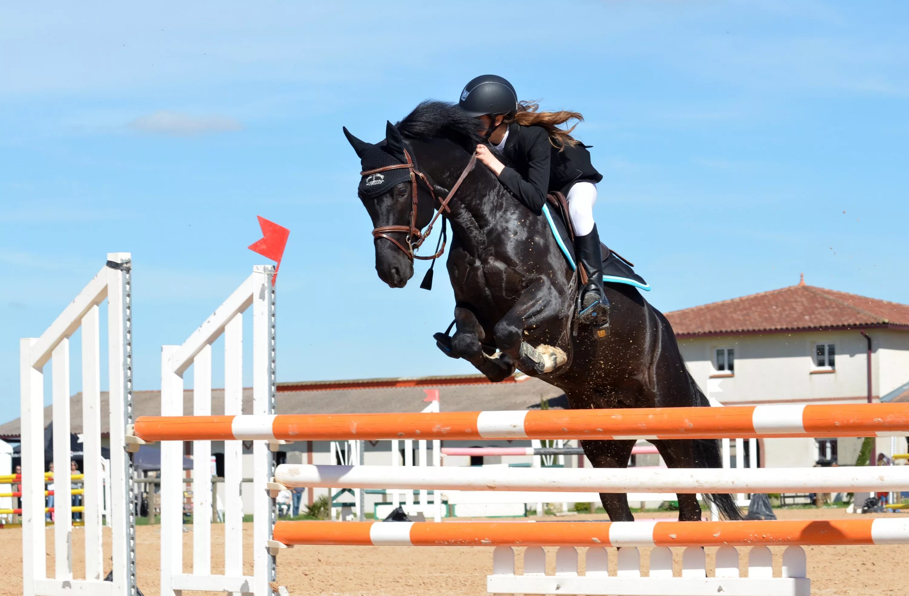 Horse sport. Лошади. Конкур. Конный спорт.. Вороная лошадь конкур. Конкур лонджин.