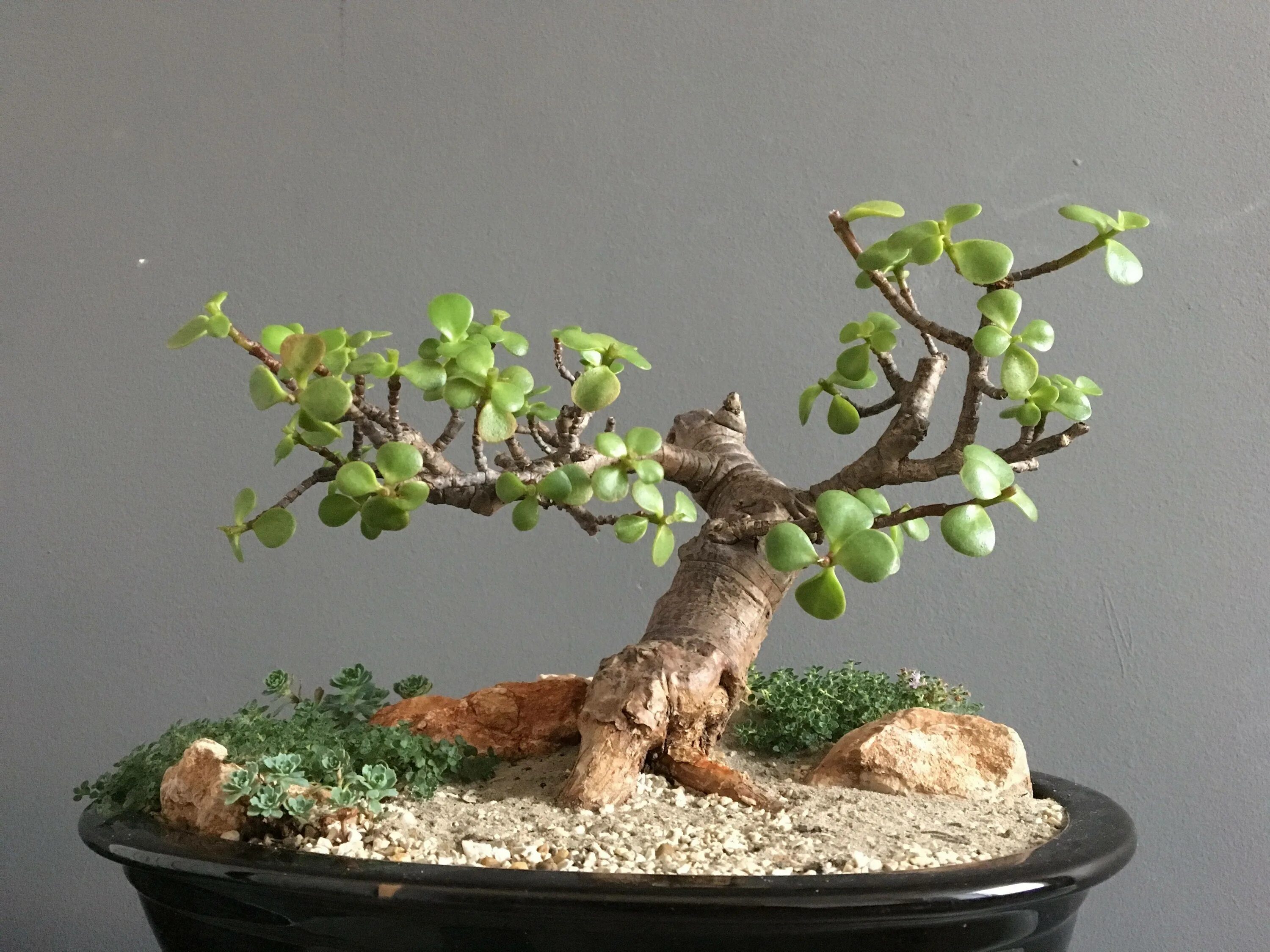 Бонсай из толстянки. Бонсай дерево толстянка. бонсай толстянки. crassula бонсай. толстянка денежное дерево бонсай.