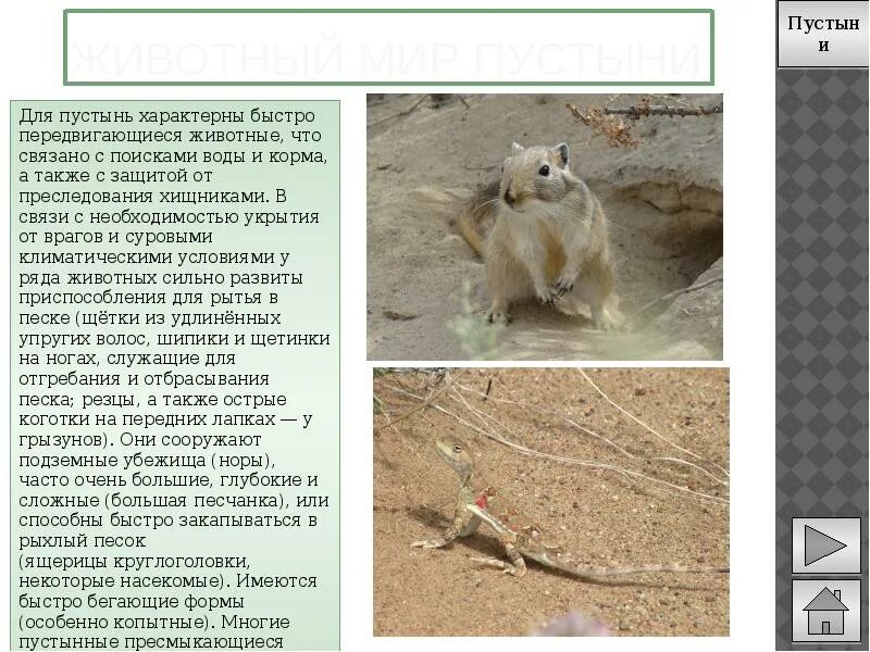 Животные пустыни информация. Животные пустыни информация