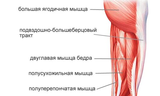 Сухожилие бедро задняя. Мышцы задней поверхности бедра анатомия. Мышцы бедра анатомия задняя поверхность бедра. Мышцы бедра анатомия передняя поверхность бедра. Длинная головка двуглавой мышцы бедра.
