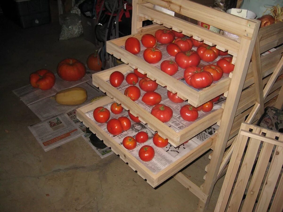 Помидоры в холодильнике можно. Ящики для хранения помидо. Помидоры в ящике. Погреб с помидорами. Помидоры в лотке.