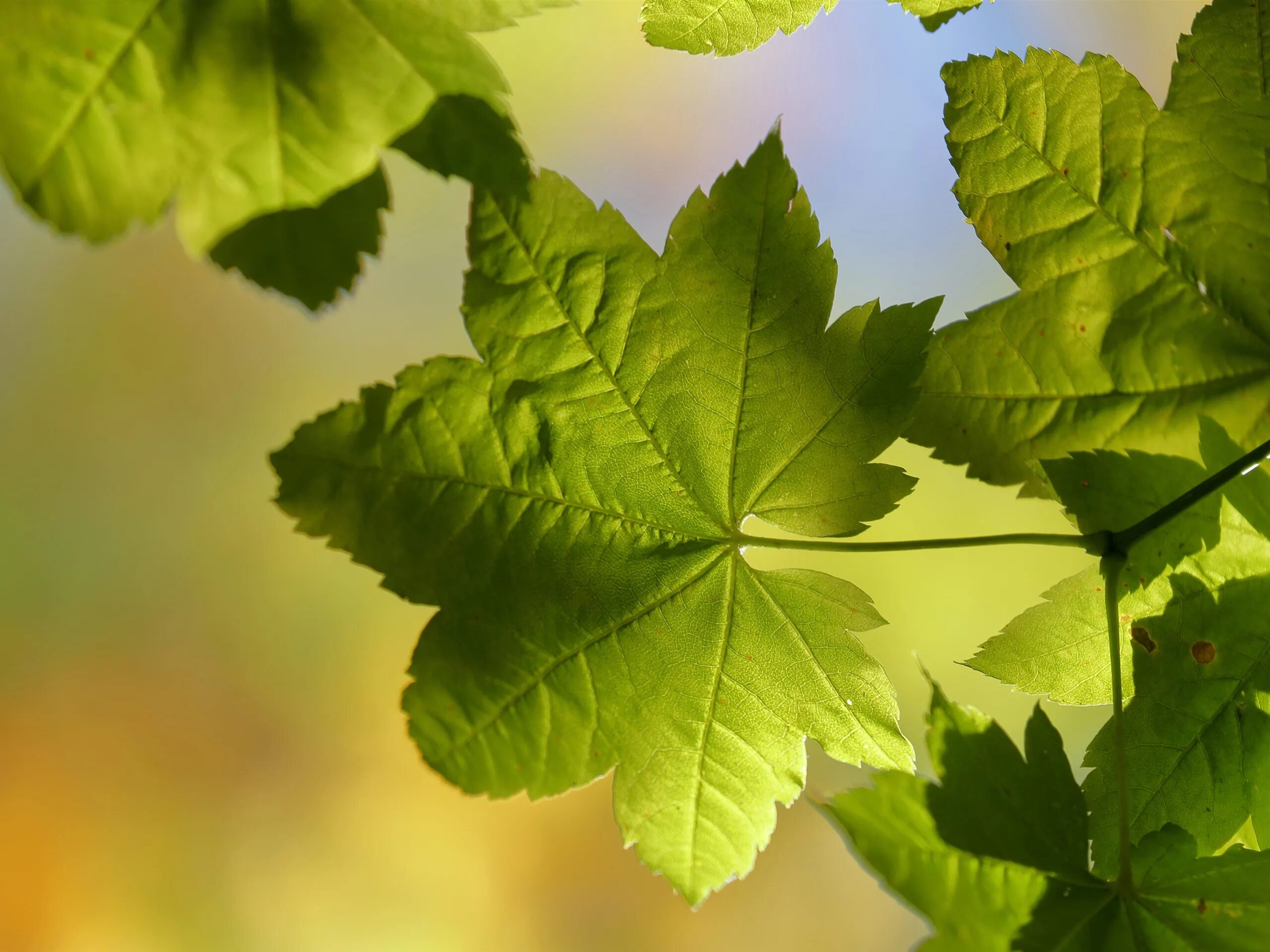 Клен остролистный (зеленая листва). Клен зеленый клен резной. Клен зеленый лист. Лист клена. Желтая листва.