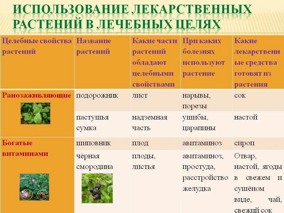 Какими свойствами обладает трава. Лекарственные растения таблица. Назовите лекарственные растения. Таблица лечебных растений. Названия разных лекарственных растений.