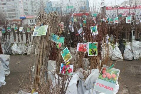 Плодовый ульяновск