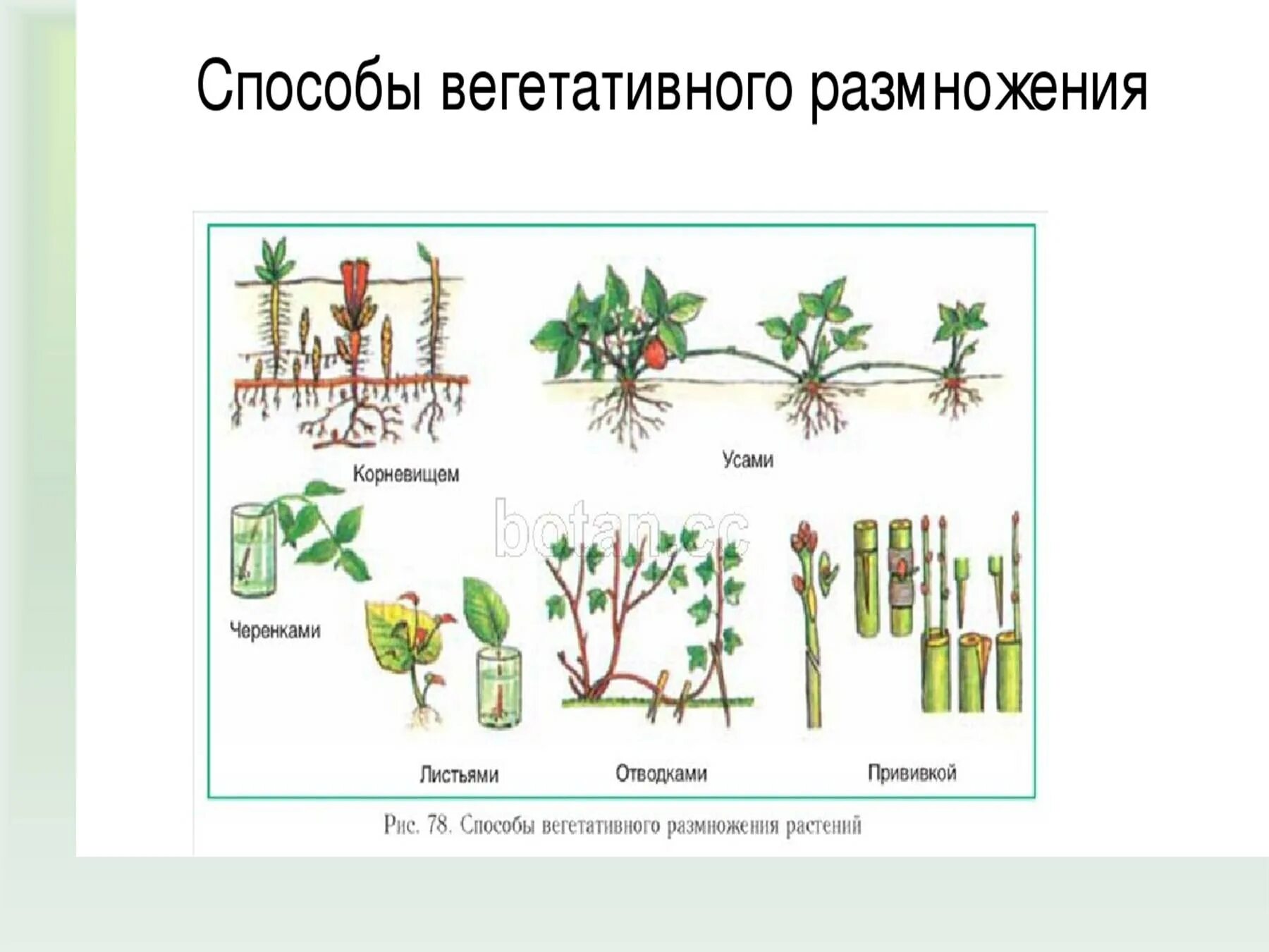 Как называется способ вегетативного размножения. Способы вегетативного размножения. Бесполое размножение вегетативное. Способы вегетативного размножения растений. Вегетативное размножение растений схема.