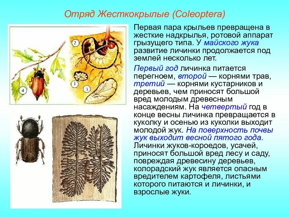 Какое развитие у жуков. Развитие майского жука. Жизненный цикл жесткокрылых насекомых. Жуки размножение. Цикл развития жесткокрылых.