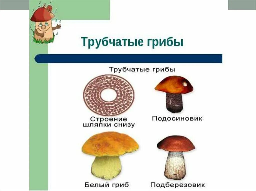 Строение подосиновика. Шляпочные грибы строение трубчатые. строение пластинчатых грибов. строение пластинчатого гриба. строение трубчатых грибов рисунок.