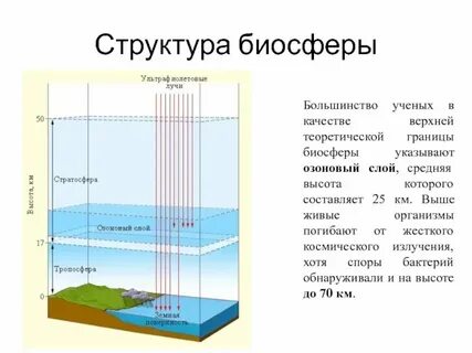 Что не входит в состав биосферы