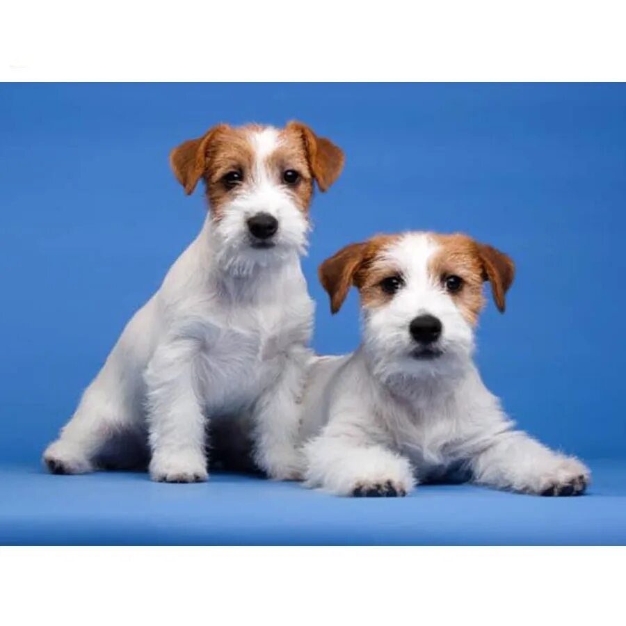 Джек рассел терьер жеско шорстный. Джек-рассел-терьер жесткошерстный. Жесткогерсиный джекрасселтертер. Джек-рассел-терьер жесткошерстный. Джек-рассел-терьер жесткошерстный.