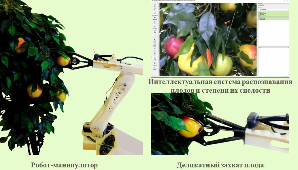 Алгоритм сбор яблок. Робот для сбора яблок. робот для сбора урожая плодовых культур. робот собирает плоды. робот сборщик яблок.