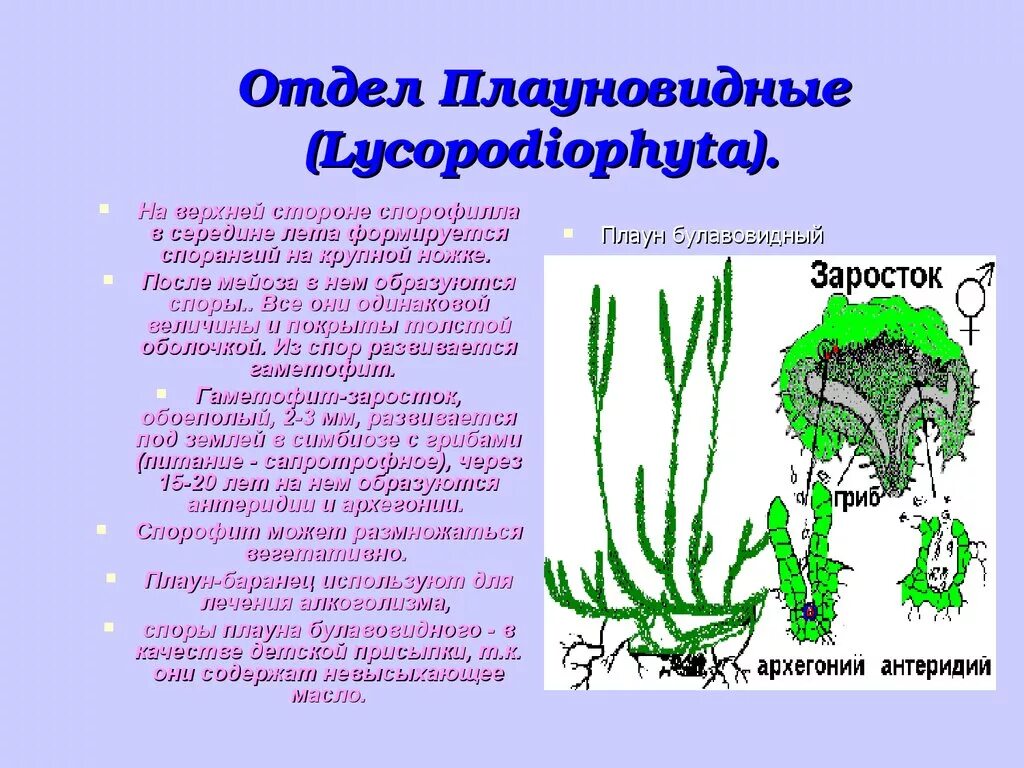 Признаки плаунов 7 класс. Отдел Плауновидные высшие растения. Отдел Плауновидные. Lycopodiophyta. Плауновидные споровые растения. Высшие споровые растения Плауновидные.