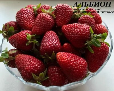 Клубника альбион характеристика отзывы