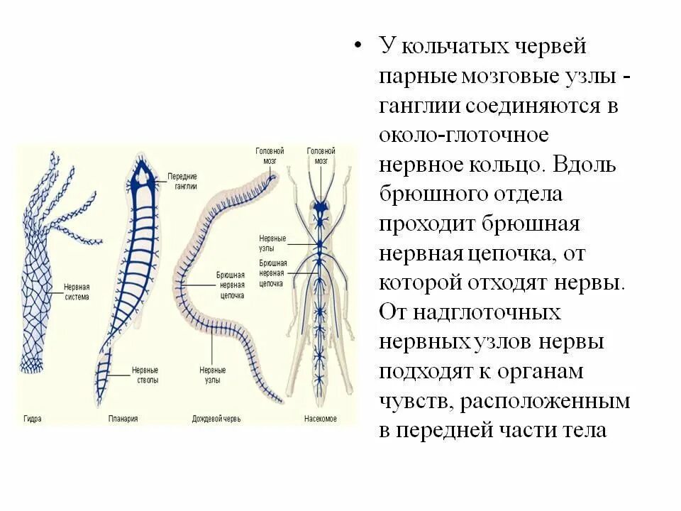 Брюшная нервная цепочка функции. Тип нервной системы гидры. Нервные клетки гидры. Нервная система гидры. Строение нервной клетки гидры.