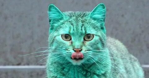 I am green cat