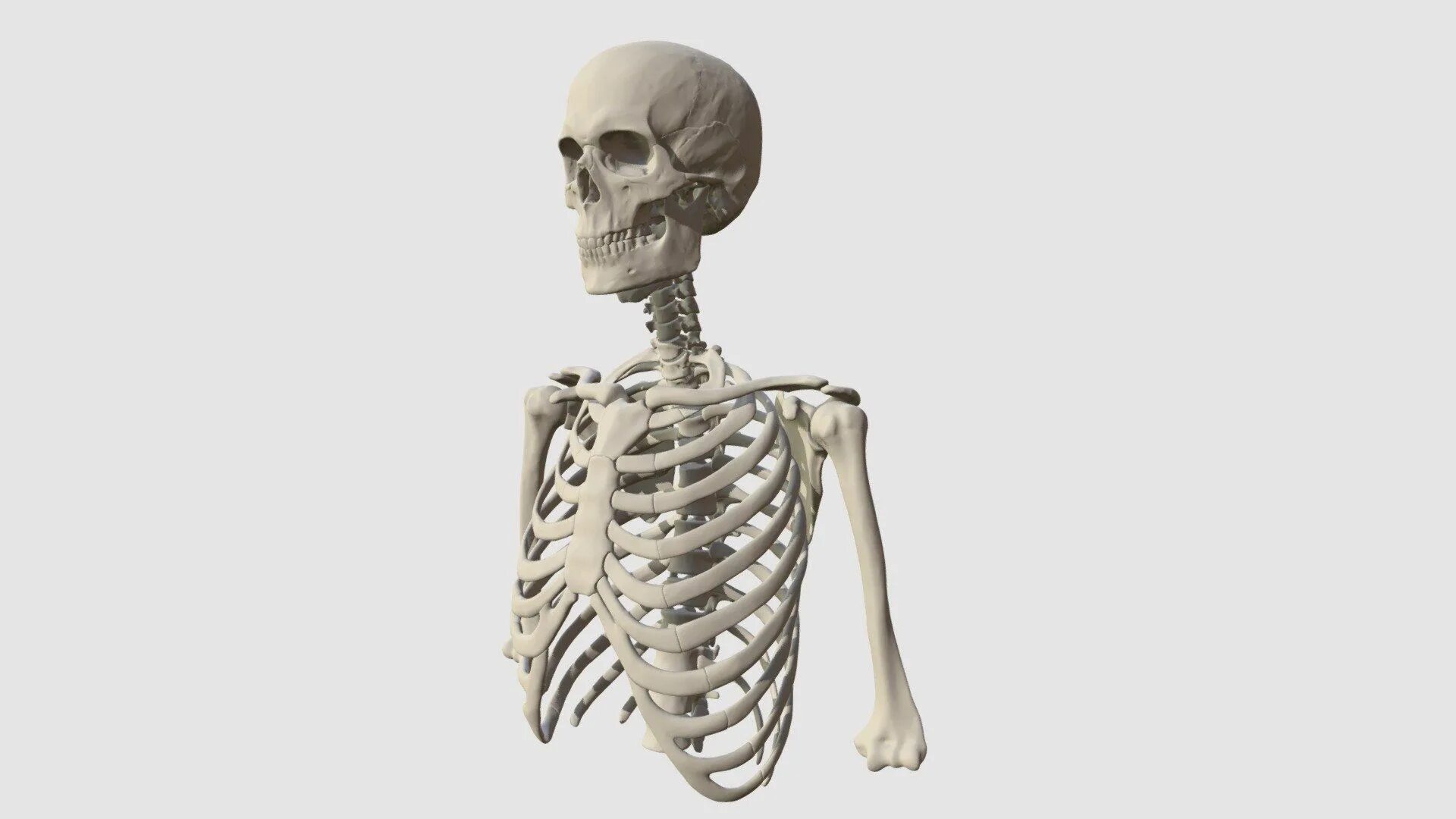 Скелет человека. Скелет человека анатомия.