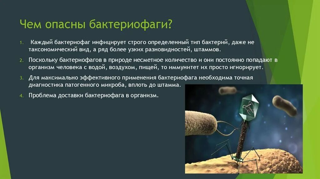 Наследственный аппарат бактериофага. Бактериофаг спорообразование. Бактериофаг и бактерия. Вирус бактериофаг. Бактериофаг чем опасен.