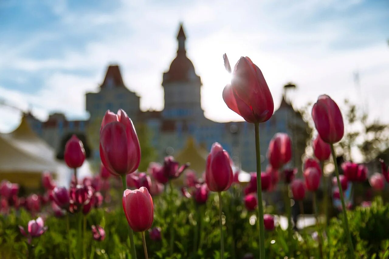 Тюльпаны на клумбах в сочи. Сочинских тюльпанов сорта. Сочи улица тюльпанов. Сочи поляна  тюльпанов. Сочинские тюльпаны.
