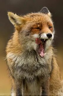 Funny fox